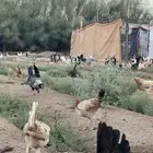 للبيع ديكه بلدي وفيوم