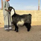 معز عوارض جرومه كبار