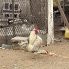 ديوك حباحب