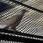 لاهل الخبره بالحمام والطيور