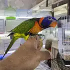 ببغاء لوري اليف