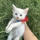 قطط تبني