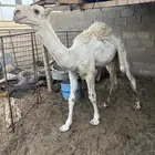 قعود وبكره