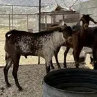 معزا للبيع
