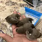 فروخ بلابل عراقي غر