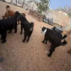 تيوس عارضيه