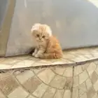 قطط سكوتش