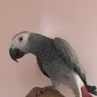 ببغاء كاسكو للييع