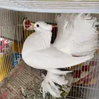 حمام هندي رقاص للبيع على السوم