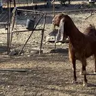 باكستانية السن جامع