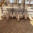 بط بكيني