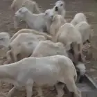 خرفان يمنية للبيع