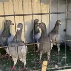 حمام