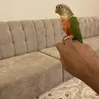 كنيور أناناس أليف ومميز ربي يبارك