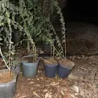 شتلات اشجار سدر كميه محدوده كما هي موضح