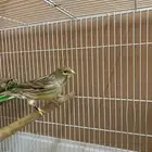 جوز كناري هولندي ساتيني احجام توب