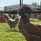 دجاج زينه بولش امريكي