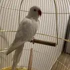 ببغاء دره البينو أليف