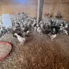 دجاج بياض وصيصان