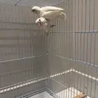 ازواج روز وفردات جميعه منتجه