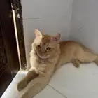 قط لتبني