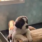 (Saint Bernard) جراوي سانت برنارد للبيع