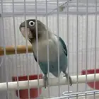 روز فيشر