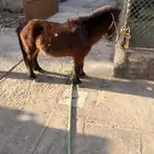 فحل حصان قزم (السيسي ) لون ومستوى