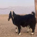 معزاء مصريات دفيع وليد حليب