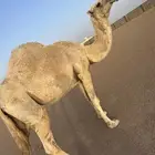 ناقه ضالع للبيع