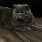 قطط سكوتش للتلقيح