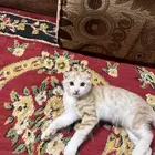 قطه للبيع سكوتش