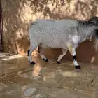 ماعز قزمي