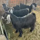 معزا حيل فاخره جمله وتفريد