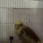 كروان اليف اليف للبيع