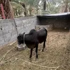 وادي ترج البهيم
