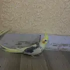 خمسة شهور