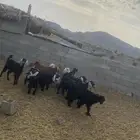 جفار نظيفه