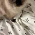 قطه للبيع