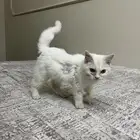 قط للتبني
