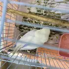 طيور روز زوج