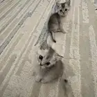 قطط العمر شهربن