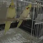 كروان زوج لاتنيو