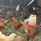 للبيع دجاج فرنسي