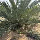 للبيع فسائل ( فراخة ) عجوه