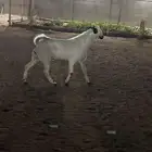 مشروع فحل بيشي