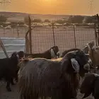 تبس فحل العمر 5 سنوات