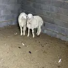 طلي حري جذع