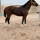 حصان انجليزي
