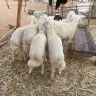 للبيع طليان حريات